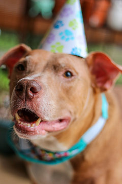 Birthday Boy Pit Bull Dog 