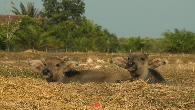 Handheld, medium close up shot of two Asian water buffalo calves sitting in hay.