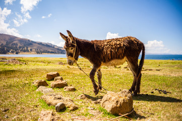 Farm Donkey on the Shores of Lake Titicaca on the Bolivian Side