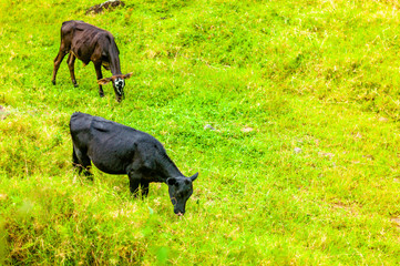 Jardín, Colombia.  Cows Eating Grass in the Field