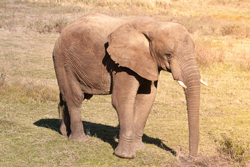 Young female elephant feeding in park of South Africa