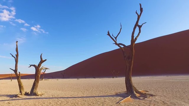 Moving shot through the Sossusvlei dead trees and sand dunes in Namibia, Africa.