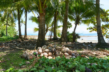 Wood with palm tree and coconuts at Tropical Island Siargao