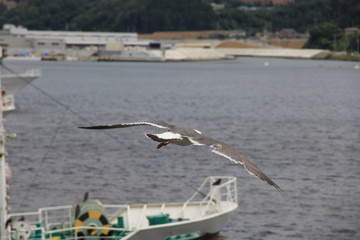 Fototapeta na wymiar 海辺を飛ぶウミネコ(宮城県)