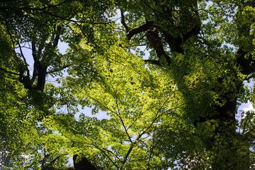Fototapeta na wymiar Maple of green leaves
