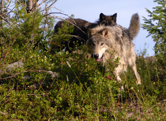 Wolves