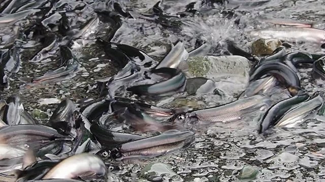 Tors, Cove, beach, caplin, eggs, row, nature, summer, Newfoundland and Labrador, tourism, tourist, travel, ecotourism, fish, life, Atlantic Ocean, Canada, spawning, reproduction, science, biology, fis