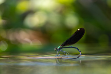 アオハダトンボ　産卵