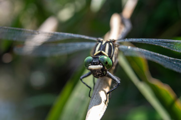 キイロサナエ　アップ