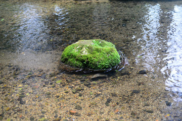 A moss-grown stone in The narano ogawa-2