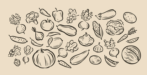 Many hand-drawn vegetables. Food sketch vector illustration