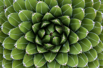 Agave top view with patterns and texture with green color and eye effect