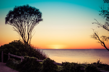 Coastline shrub silhouettes at sunset over ocean