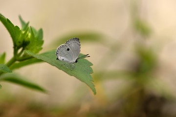 Butterfly ((Neopithecops zalmora) black spot gray butterfly. 