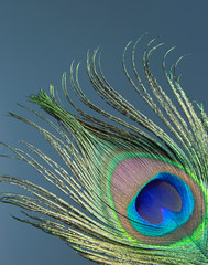 peacock feather