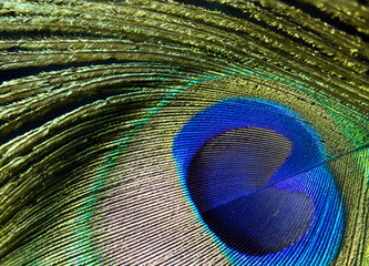 peacock feather