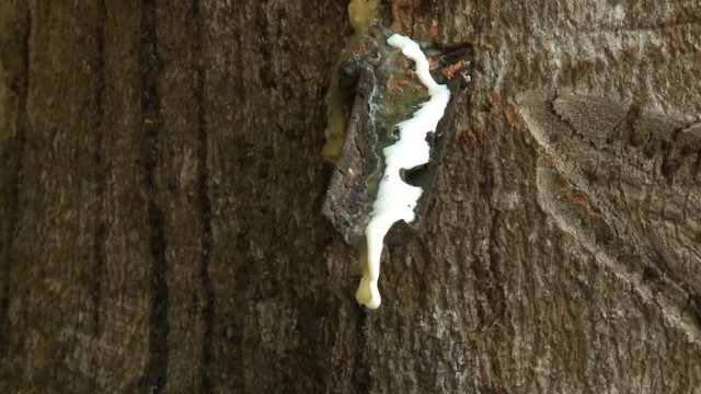 Steady, close up shot of white, thick sap dripping down a ficus tree trunk.