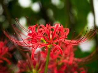 彼岸花_05