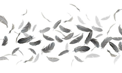 abstract, group of black feathers floating in the air, on white background