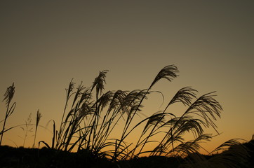 24 443 Pampas Wall Murals Canvas Prints Stickers Wallsheaven 24 443 Pampas Wall Murals Canvas Prints Stickers Wallsheaven