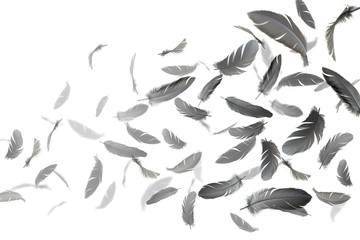 Fototapeta na wymiar abstract, group of black feathers floating in the air, on white background
