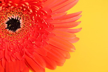 flower red gerbera closeup. Natural condition.