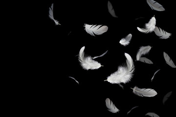 abstract white feathers floating in the dark, black background
