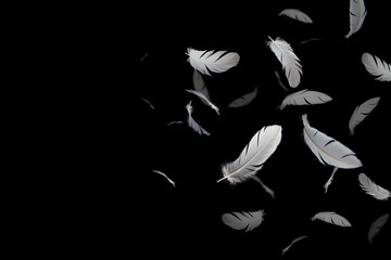abstract, white feathers floating in the dark, black background