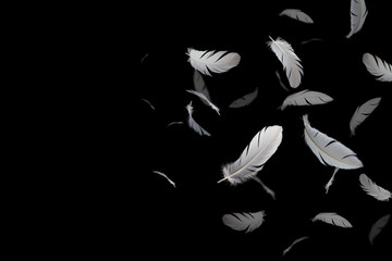 abstract, white feathers floating in the dark, black background