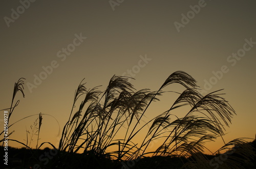 日没後の黄色に染まった空の下 ススキのシルエットが奇麗です The Silhouette Of The Japanese Pampas Grass Is Beautiful Under The Yellow Colored Sky After Sunset Wall Mural Nori26 日没後の黄色に染まった空の下 ススキのシルエットが奇麗です The Silhouette Of The Japanese Pampas Grass Is Beautiful Under The Yellow Colored Sky After Sunset Wall Mural Nori26