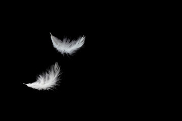 abstract, solf of white feather floating in the air, black background with copy space.