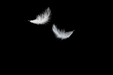abstract solf white feathers falling down in the air, black background
