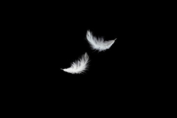 abstract, soft white feathers falling down in the air, isolated on black background