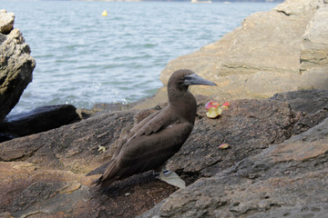 Guaratuba