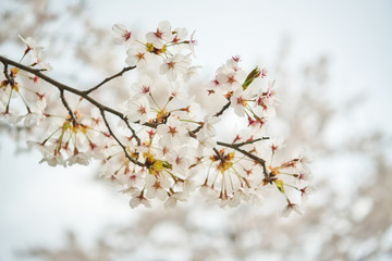 Cherry blossoms in full bloom, Sakura, flowers of Japan.