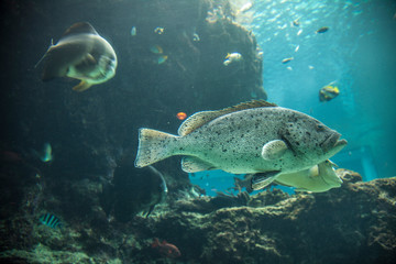 Exotic Fish In Miyako-jima Japan