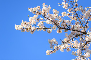 cherry blossom in spring