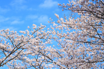 tree in bloom