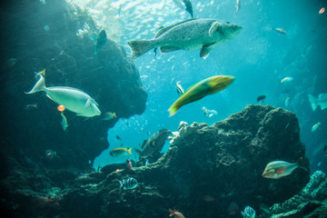 Fototapeta na wymiar Exotic Fish In Miyako-jima Japan