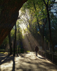 Lonely man walking with the sunlight illuminating the scene at Parque Mexico park during the morning