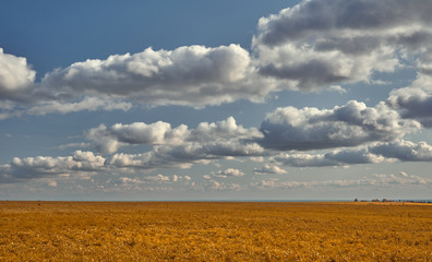Fresh and beautiful Summer Landscape - blue sky and yellow grass. Field, sky and puffy clouds. Samara, Russia