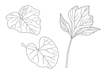 Leaves line single leaf and leaf pattern black Bring to color decorate on white background illustration vector