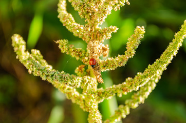 Cycloneda Sanguinea Ladybird On Amaranth Stalk