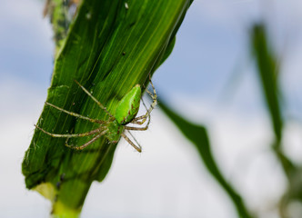 Green Lynx Spider On Corn Leaf