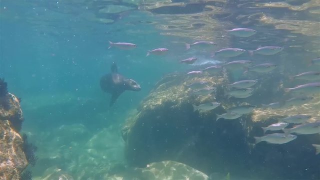 Baja fish school sea lion underwater Los Islotes