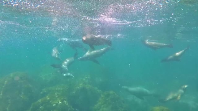 Baja California sea lions underwater San Pedro Martir playing and swimming.