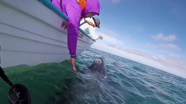 Tourists lean out and touch Baja Gray Whales underwater from panga boat.