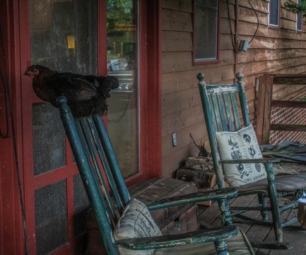 Little Red Hen Perched On The Back Of An Old Wooden Rocking Chair On A Farmhouse Porch, Selective Focus