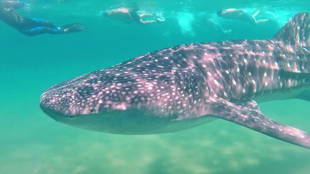 A huge Baja Whale Shark underwater swim with divers in La Paz.