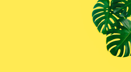 Monstera leaf on yellow background for summer, The monstera deliciousa are tropical palm, Sweet spring concept, design with copy space for text, advertising and banner.